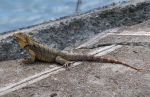 a iguana cubana