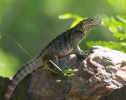 a iguana cubana