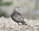 Accipiter gentilis