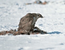 Accipiter gentilis