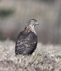 Accipiter gentilis