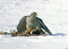 Accipiter gentilis