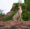 Acinonyx jubatus