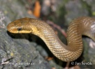 Aeskulapian Snake