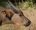 African buffalo