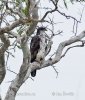 African Hawk-Eagle