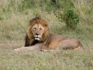 African Lion