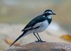 African Pied Wagtail