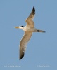 African Royal Tern