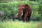 Afrika elefanto