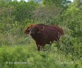 Afrikan Buffalo