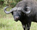 Afrikansk buffel