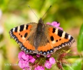 Aglais urticae