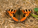 Aglais urticae