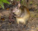 Agouti ponctué