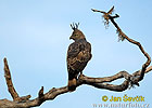 Àguila astor de l'Índia