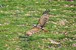 Águila culebrera europea