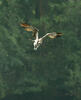 Águila pescadora