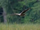 Aguilucho lagunero