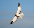 Aguilucho pálido