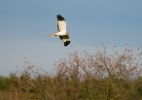 Aguilucho pálido