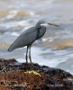 Aigrette à gorge blanche