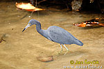 Aigrette bleue