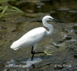 Aigrette garzette