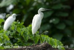 Aigrette garzette