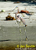 Aigrette tricolore