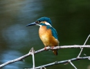 Alcedo atthis