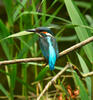 Alcedo atthis