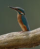 Alcedo atthis