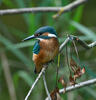 Alcedo atthis