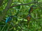 Alcedo atthis