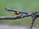 Alcedo atthis