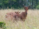 Alcelaphus buselaphus cokii