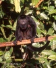 Alouatta palliata