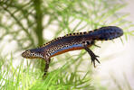 Alpenwatersalamander