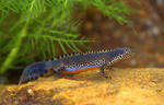 Alpenwatersalamander