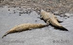 American crocodile