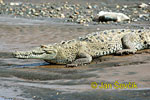 American crocodile