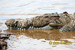 American crocodile