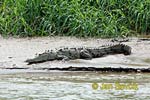 American crocodile