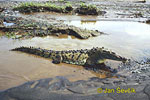 American crocodile