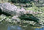 American crocodile