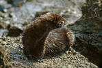 American Mink