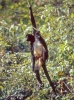 American Spider Monkey