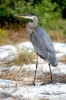 Amerikaanse blauwe reiger