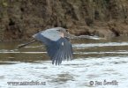 Amerikaanse blauwe reiger